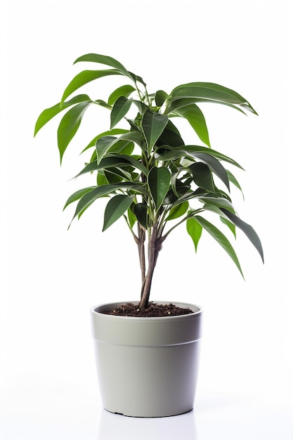 A plant in a white pot on a white background