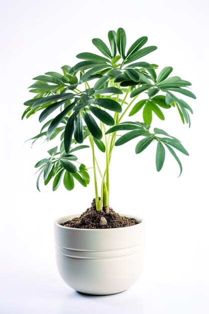 A plant in a white pot with a green plant in it