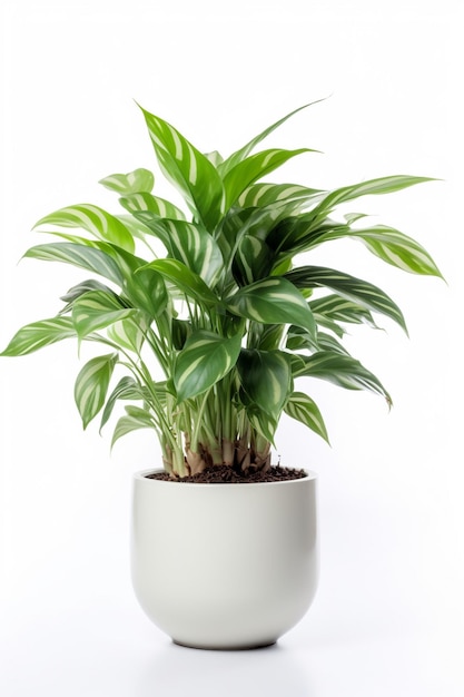 A plant in a white pot with the word palm on it