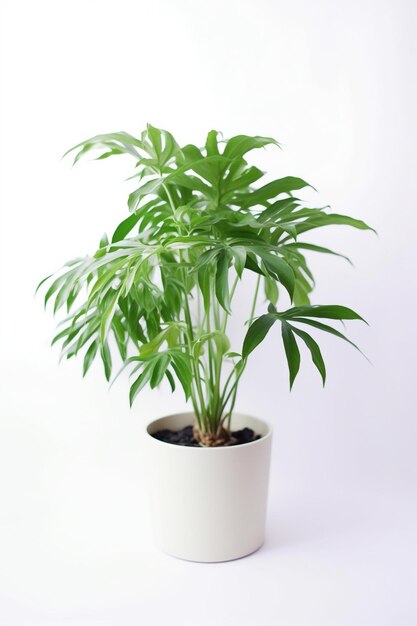 A plant in a white pot with the word palm on it