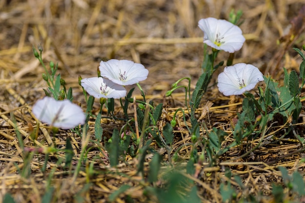 メドウxAの野生の自然ヒルガオ畑の花の植物