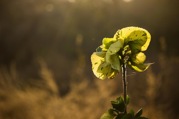 自然光に反射する美しい葉を持つ植物