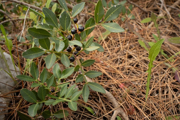 Photo a plant with black berries and green leaves on the ground.