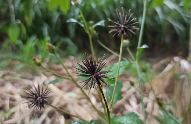 검은색과 보라색 꽃이 있는 식물