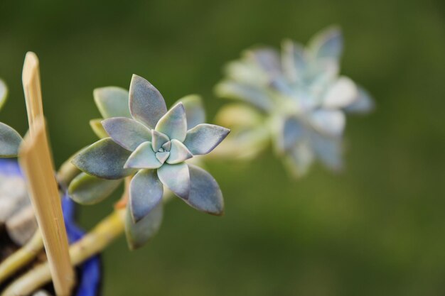 真ん中に青い花がある植物