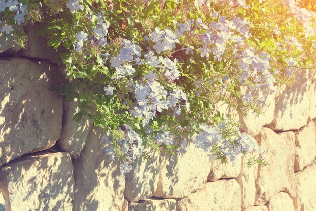 Растение с голубыми цветами на каменной стене