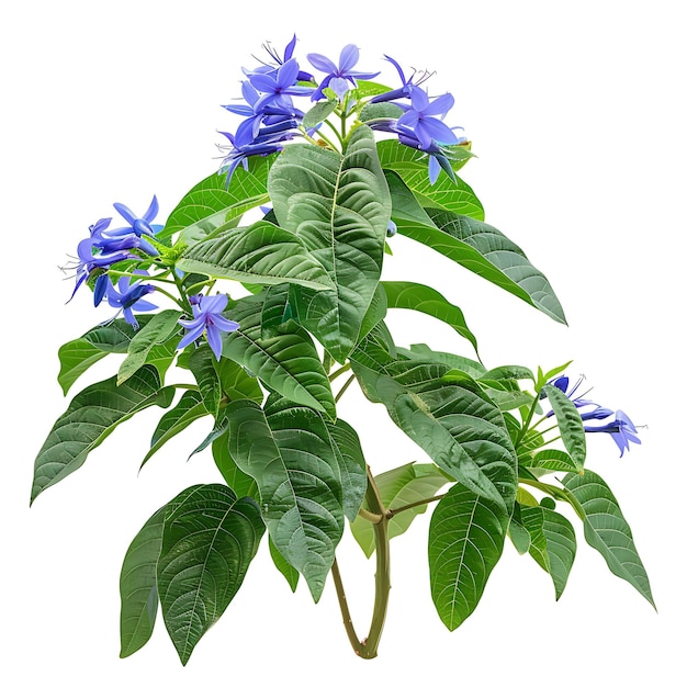 Photo a plant with blue flowers that say quot spring quot on it