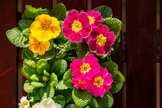 鮮やかなピンクと黄色の花を持つ植物