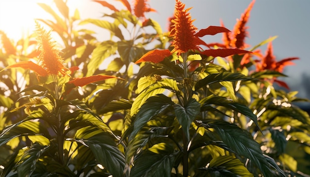 太陽の下で真っ赤な花を咲かせる植物