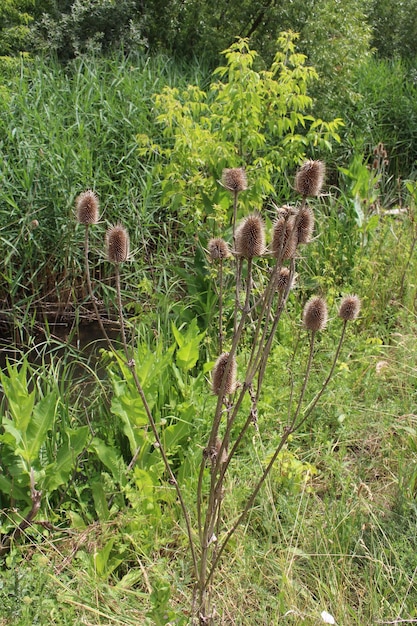 A plant with brown flowers