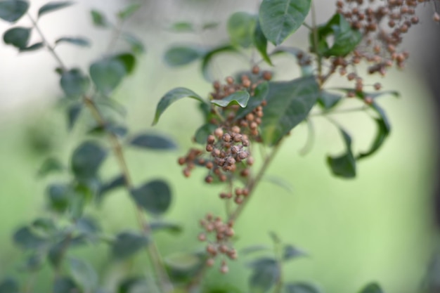 A plant with a bunch of berries