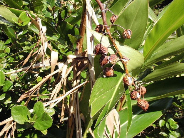 A plant with a bunch of seeds on it