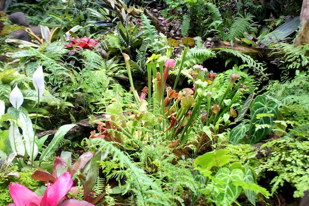 A plant with a carnivorous plant in the middle of it