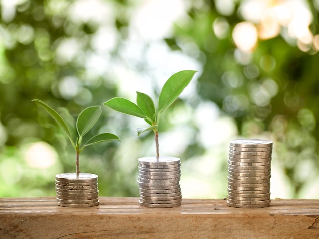 Plant With Coins On Table