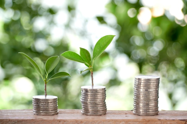 Plant With Coins On Table