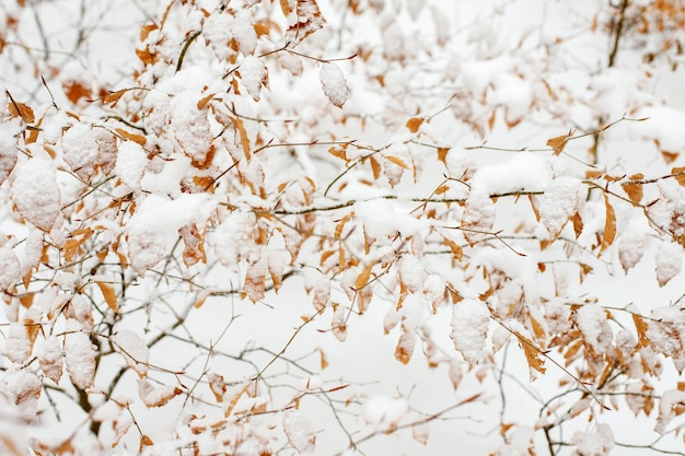 Pianta con foglie secche in una trama di primo piano della foresta innevata