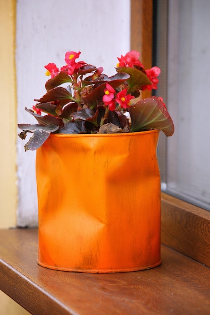 Plant with flowers in a recycled can on windowsill outdoors