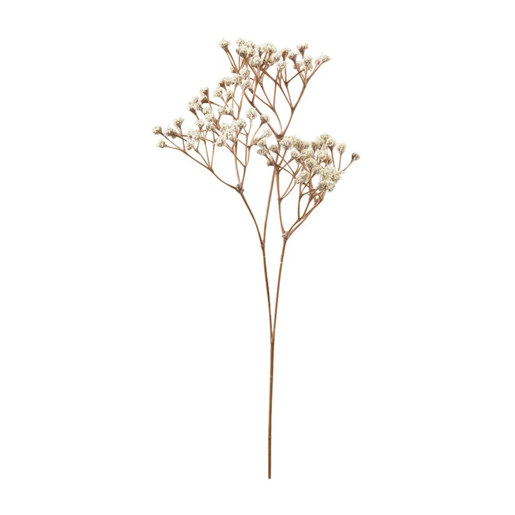 Photo 「タンポポ」と書かれた花が咲く植物。