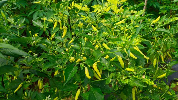 plant with fresh green chilies