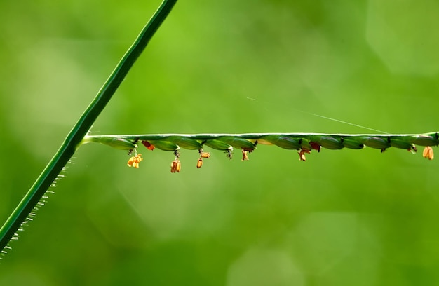 A plant with a green background and a flower on it