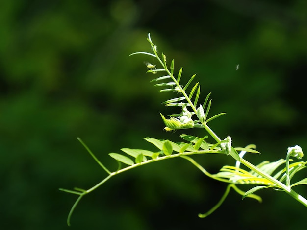 A plant with a green background and a leaf that says