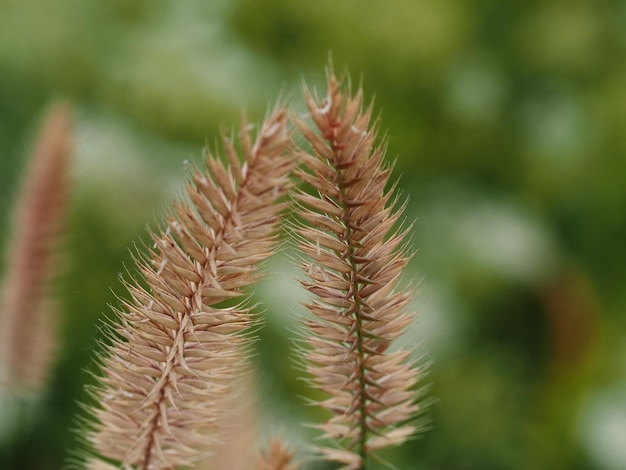 Photo a plant with a green background