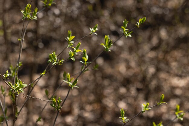 Foto pianta con germogli verdi in primavera