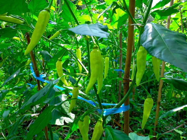 A plant with green chilis on it