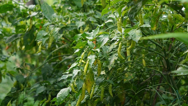 A plant with green chilis on it