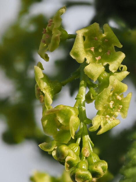 a plant with a green flower that says  sprout