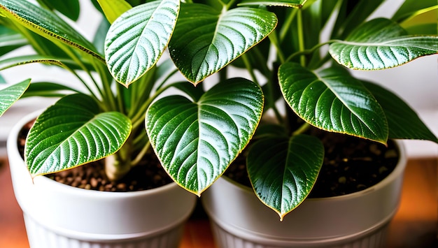 真ん中に緑の葉がある植物