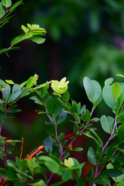 Растение с зеленым листом, на котором есть маленький цветок.