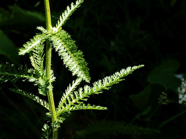 Foto una pianta con una foglia verde su cui è scritta la parola felce.