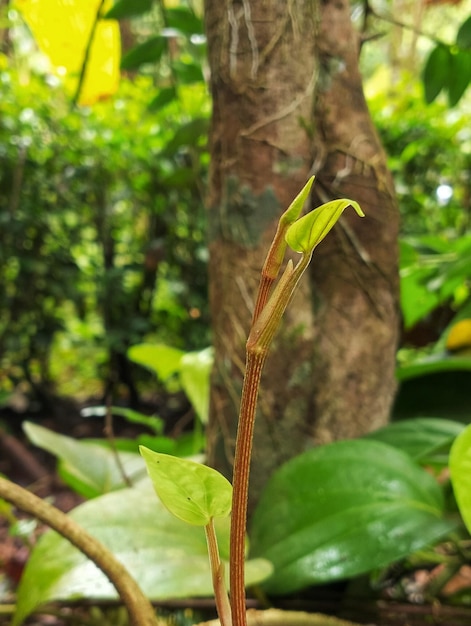 蘭という言葉が付いている緑の葉を持つ植物