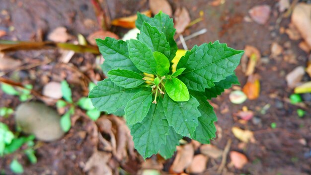 Photo a plant with a green leaf that is from the plant family papillon.