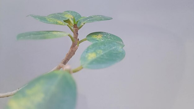 A plant with a green leaf and a yellow spot on it