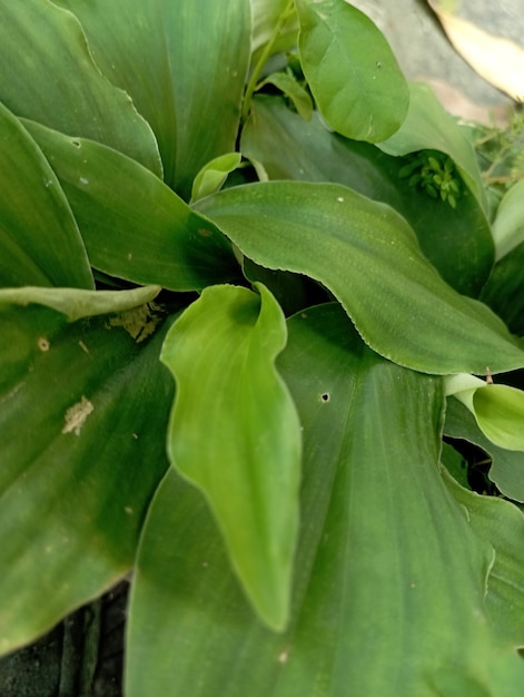 A plant with a green leaf