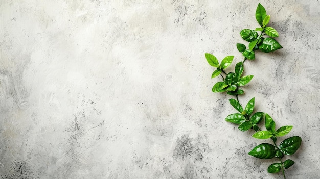 灰色 の 背景 に 緑 の 葉 を 植える 植物