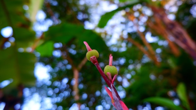 Photo a plant with green leaves and a green bud that says 