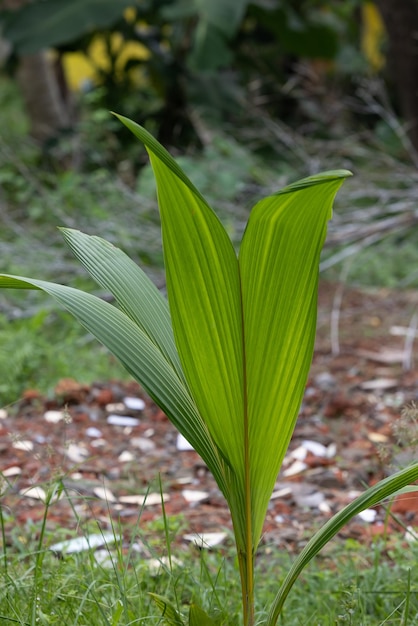 A plant with green leaves and a green leaf