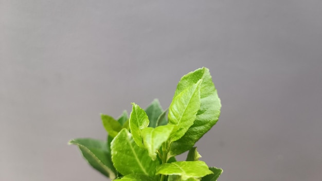 A plant with green leaves and a grey background