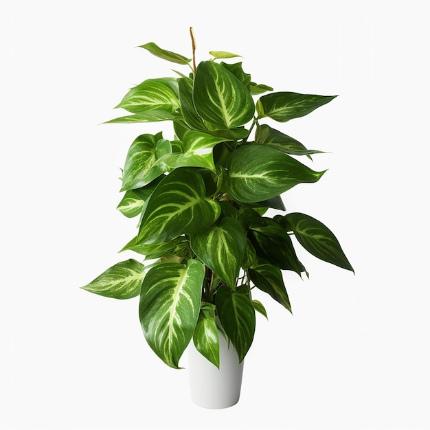 A plant with green leaves is in a white vase.