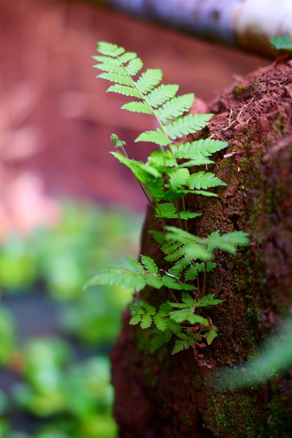 A plant with green leaves on it