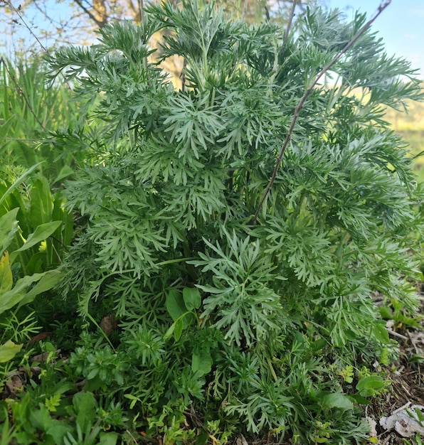 A plant with green leaves and a light blue background.
