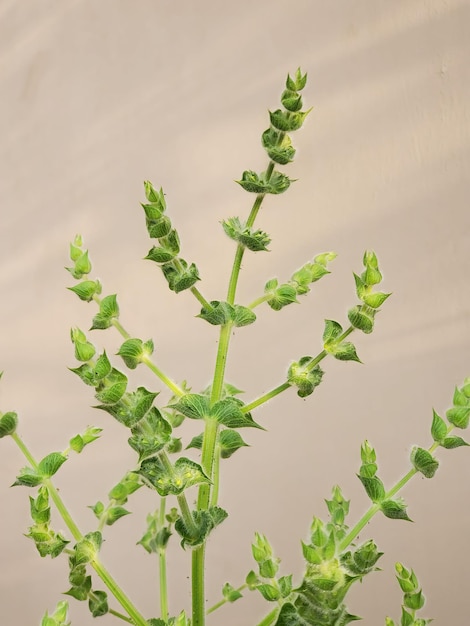 A plant with green leaves and a light brown background