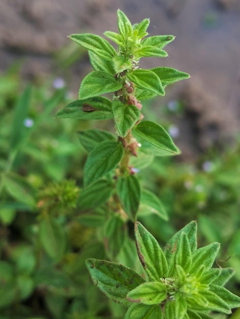 A plant with green leaves and a pink flower.