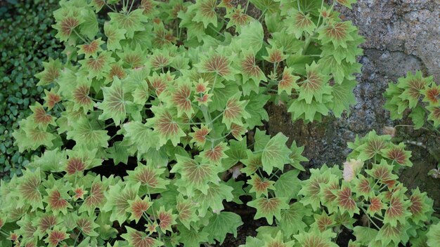 Photo a plant with green leaves and pink flowers on it