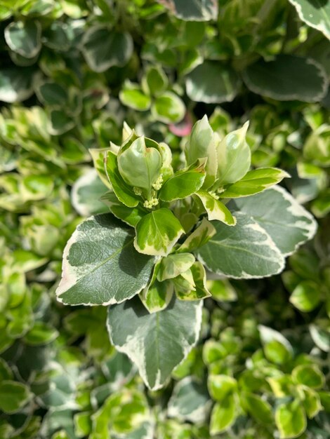 a plant with green leaves and a red flower in the middle