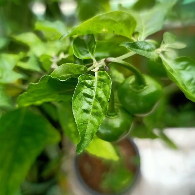 Photo a plant with green leaves and a small bowl of water in the background.