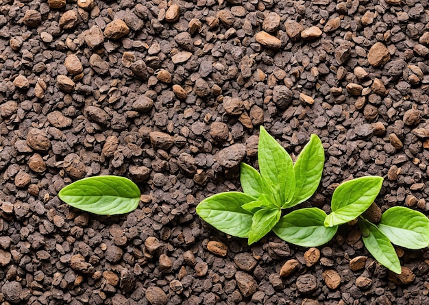 A plant with green leaves sprouting from the ground